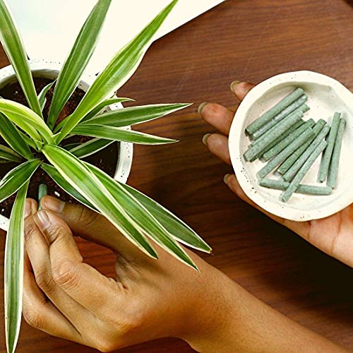 Image of Lazy Gardener GreenStix Organic Fertilizer | Stick Fertilizer for Home Plants & Gardening | Home Garden Fertilizer for Potted & Indoor Plants (Pack of 2)