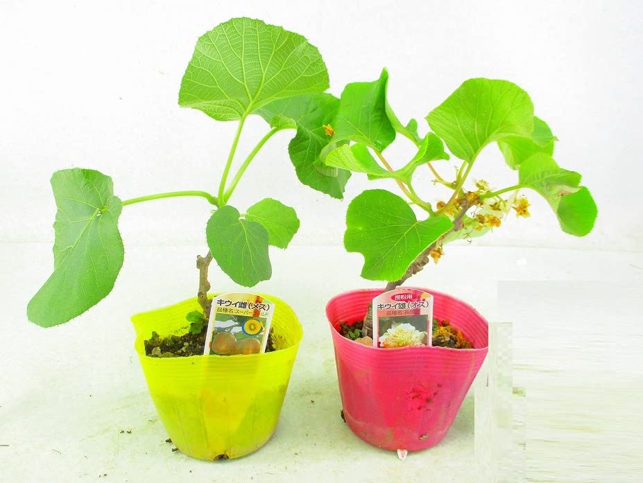 Amazon.co.jp: ゴールドキウイ フルーツ 苗木 ＜メス木とオス木2点組