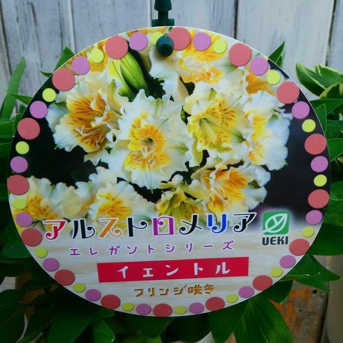 Amazon.co.jp: アルストロメリア 苗 イェントル フリンジ咲き 3.5号