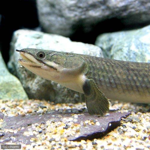 Amazon | （熱帯魚）ポリプテルス・モケーレムベンベ（旧 