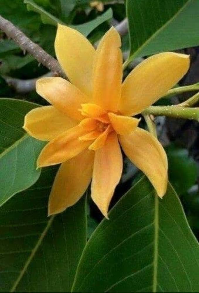 See full amazon price history chart for Swarna champa live flower plant pack of 1 Swarna champa live flower plant pack of 1 (B0CN3RS812) Amazon Price History, Amazon Price Tracker