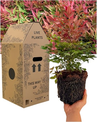 Verdant Living Nandina Gulf Stream – Compact Evergreen Shrub with Colour-Changing Foliage | Hardy Low-Maintenance Heavenly Bamboo (Nandina Domestica) 19cm / 3L Garden Plant for Pots, Borders & Patios
