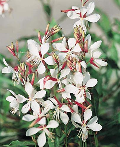 Gaura Seeds (Gaura Lindheimeri) (50 Seeds)