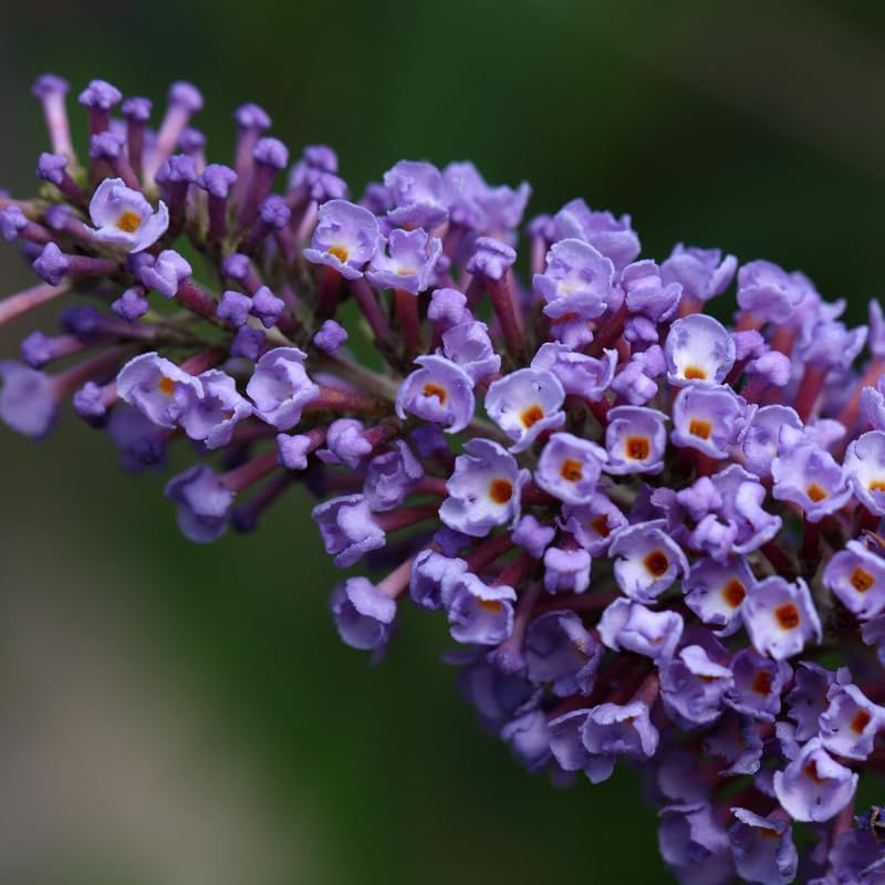 Butterfly Bush Live Plant, Butterfly Bush for Planting Outdoor Garden, 4 to 8 Inch Tall Perennial Fragrant Flowers Buddleia Bushes (Light Blue)