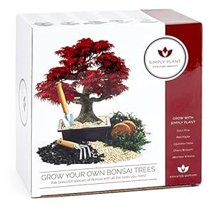 Bonsai Tree Kit – Grow Your own Kits Bonsai Tree Indoor Plant with All of The Bonsai Tools You Need, Gardening Gifts…