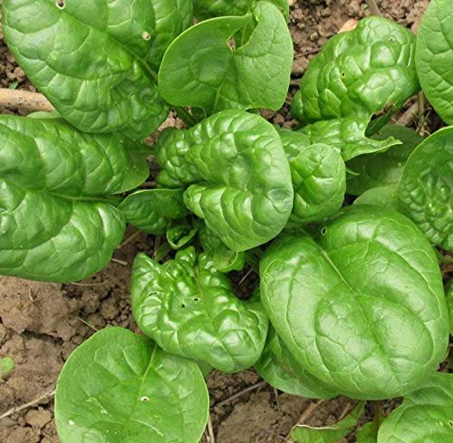 Seeds Giant Spinach 100+ Seeds for Growing Non-GMO Annual Plant
