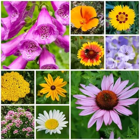 Wildflower Seeds Bulk - Meadow Wildflower Seed Mix, 5 Lbs Bulk, Annual & Perennial Wildflower Seeds for Planting, Wild Flower & Grass Garden Mixture, Mountain Valley Seed Company Cover