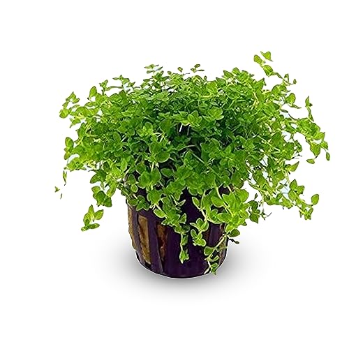 CANTON AQUATICS (Pearl Weed) Hemianthus Micranthemoides - Freshwater - Medium Light