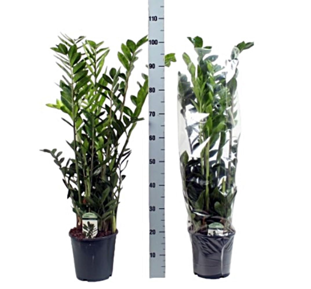 Planta natural Zamioculcas zamiifolia. 90 cm. Segura Garden. Planta de hojas verdes brillantes, resistente, purifica el aire y tolera poca luz y riego mínimo.