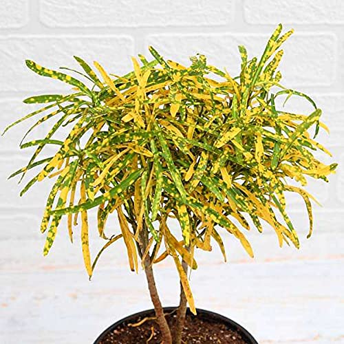 Corofitam Croton Indoor Live Plant (B09T5WC4DH) Amazon Price History, Amazon Price Tracker