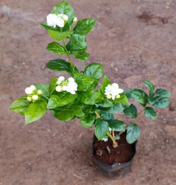 Jasmin sambac (Arabian Jasmine) Jasminum sambac - Evergreen Shrub Fragrant Flowers in 12 cm Pot
