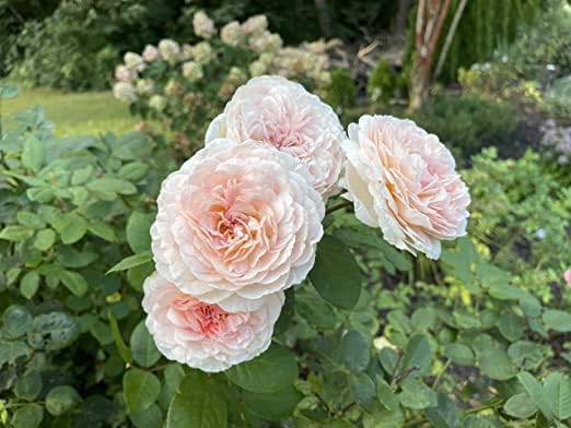 Votaniki Parfuma Bliss Rose Plant Dwarf Double Rose Bush Double Floribunda Rose - Live Fragrant Plants for Outdoors, Pink Own Root Bushes for Planting, 1 Gallon Potted Outdoor Flowers Parfuma