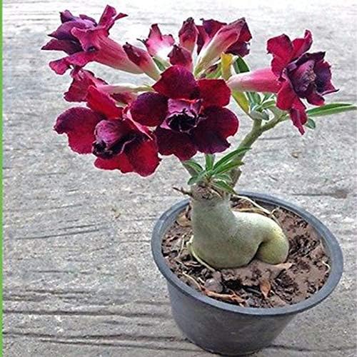 Flowers Point - Adenium Live Plant
