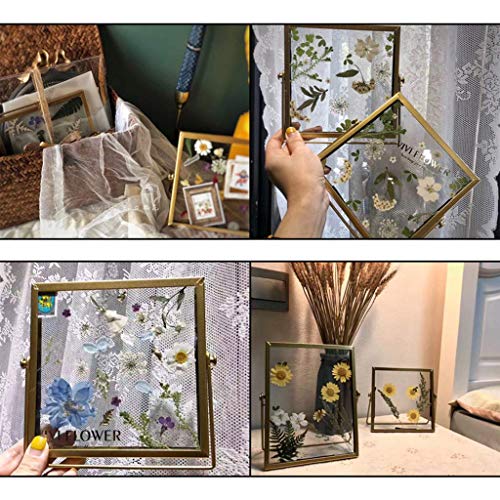 Hojas secas prensadas reales para manualidades DIY miniatura 5
