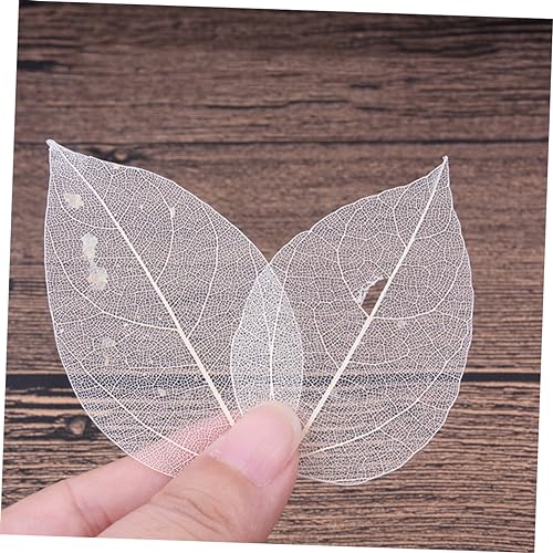 6 Pack de Hojas Secas Naturales para Manualidades miniatura 3