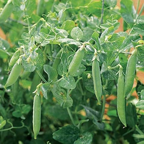 Suttons Kelvedon Wonder Pea Seeds for Gardens Cover