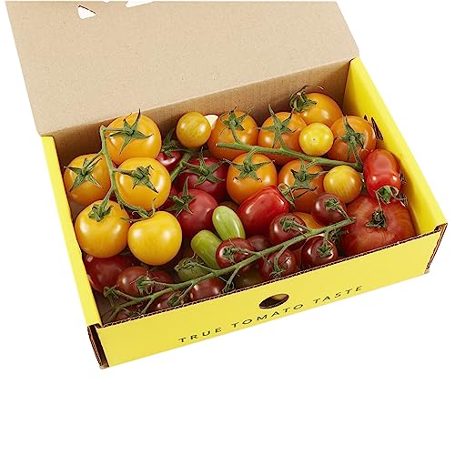 Isle of Wight Mixed Heritage Tomatoes, 1.5kg