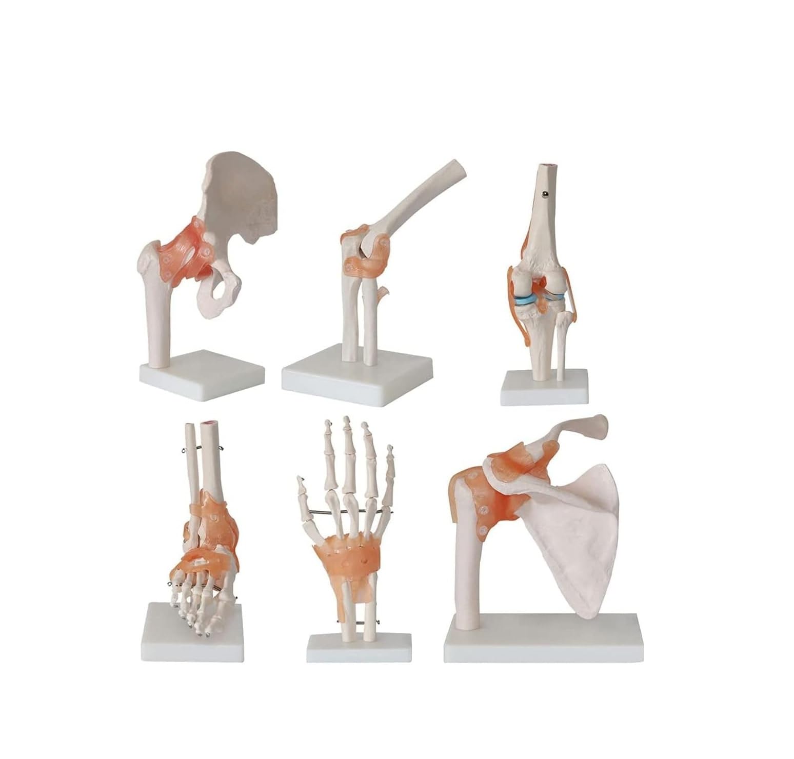 Model anatomiczny stawu szkieletowego człowieka naturalnej wielkości z więzadłami, 6-częściowy zestaw do edukacji i szkoleń z anatomii