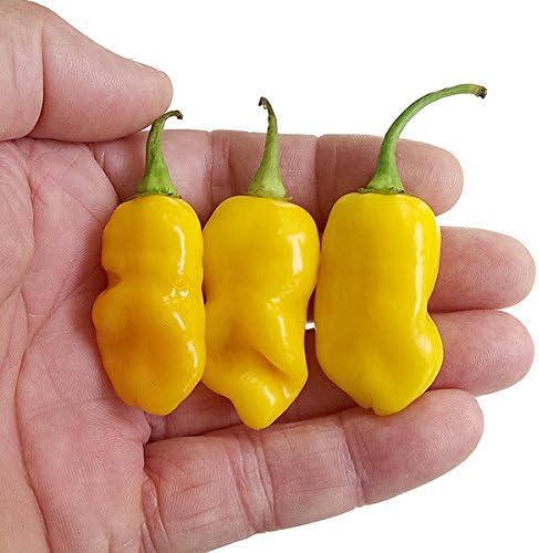 Datil Pepper (Capsicum chinense) Chilli Seeds x 10