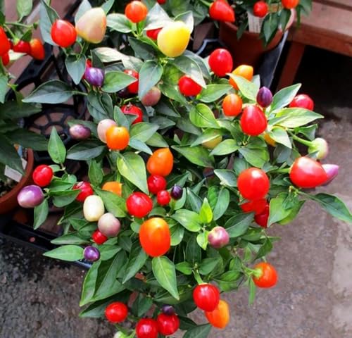 Fire Peper Best Fire Pepper Plant Seeds & Sauces - Reviews & Guide
