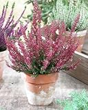 Calluna Vulgaris Seed,Scotch heather, an evergreen ground cover or low shrub (100)