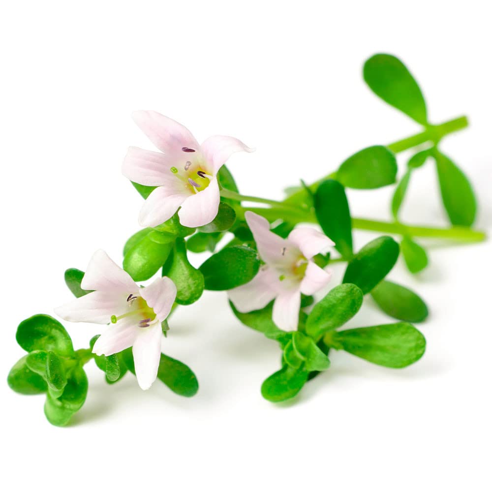 Ginseng (Cereboost™) + Bacopa monnieri * 423 mg/60 g Kapseln * Gedächtnis, Stress, kognitive Fähigkeiten, Konzentration * Verbessert die kognitive Leistung