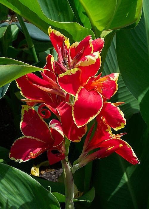 Canna lily Imported Flower Bulbs Indoor & outdoor Flower bulbs Pack of 10 (Red & yellow) (B0CZHM84VF) Amazon Price History, Amazon Price Tracker