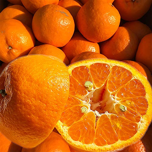 �󂠂� �|���J�� ��P�O�L���O�� ���ƒ�p �F�{�Y �����p�s��