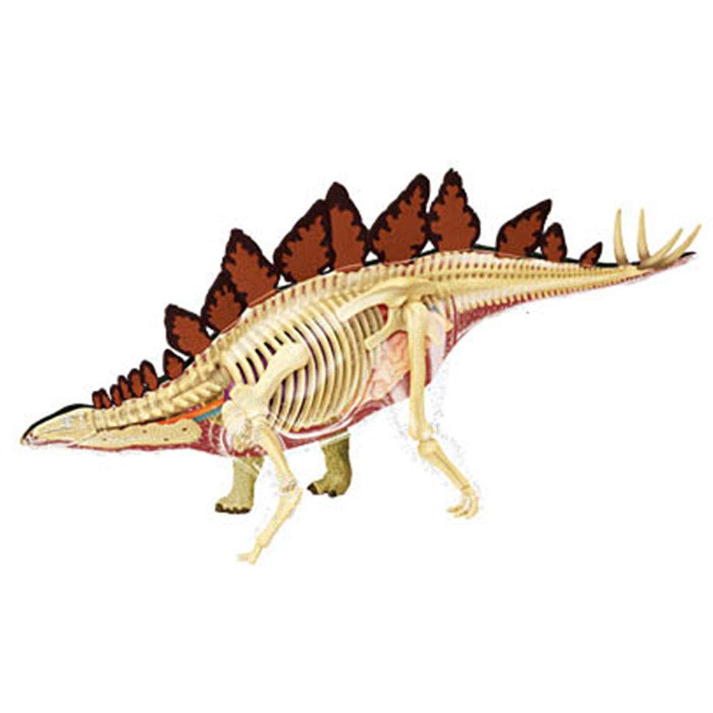Modele dydaktyczne z zakresu biologii, Odłączany, 39-częściowy model organu dinozaura, medyczny, anatomiczny stegozaura do celów edukacyjnych