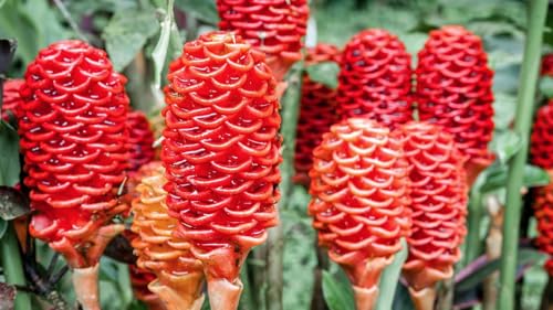 Shampoo Ginger Rhizomes – Pack of 3 Fresh Ginger Roots