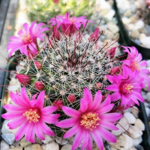 Planet Desert Mammillaria zeilmanniana Cacti Cactus Succulent Real Live Plant