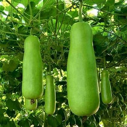 Golden Hills Farm Hybrid Sorekai/Esugai Balli/Halu Gumbala Seeds - Bottle Gourd 40+seeds (B095X9YNPD) Amazon Price History, Amazon Price Tracker