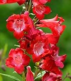 Spectacular Flowering Penstemon Cherry Sparks Starter Plant, Great as a Accent Plant