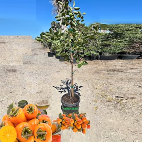 Grafted Persimmon Fruit Tree, 5 Gallon Pot, Mature Fruiting Age (Grafted Hachiya, 5 Gallon)