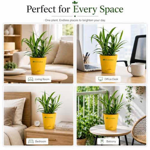 Image of Spider Plant Live with Pot | Air Purifying Indoor Live Plant for Home & Office | Easy Care | Decorative Indoor Plant for Living Room, Bedroom & Balcony