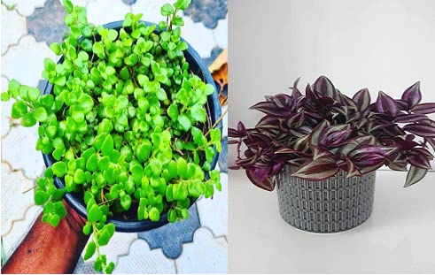Nandhanam 2 combo- Tangled heart/Wandering jew 15 strings each healthy live plants (B0C4QDLFS8) Amazon Price History, Amazon Price Tracker