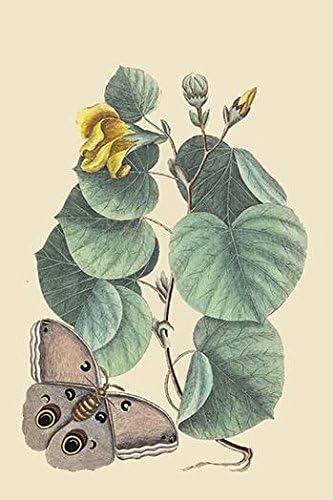 Maho Tree & Moth Vintage art reproduction by Buyenlarge One of many rare and wonderful images brought forward in time I hope they bring you pleasure each and every time you look at the