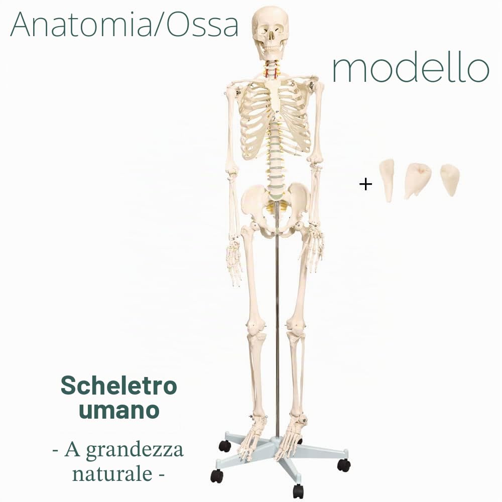Scientific Anatomical Model: vita Dimensioni scheletro umano