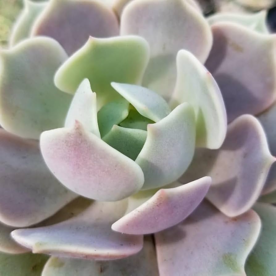 【✦echeveria✦再販受注生産✦size1✦Olive✦leather✦】 Amazon.com : Echeveria Succulents Live Plants for Planting