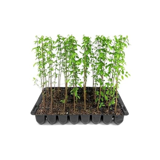 Best large sun umbrella Live American Elm Trees - Fast Growing
