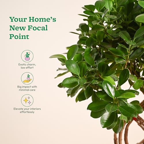 Image of UGAOO Ficus Netted Microcarpa - XL | Indoor Plant for Home | Live Plant with Pot | Indoor Plants with Pots for Home | Live Plants for Living Room