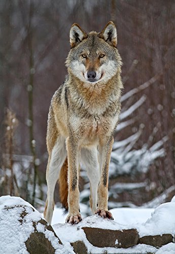 2 Tier cartes postales - 10638 no : «l'heureux wOLF " Cover