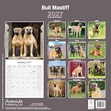 Avonside Bullmastiff 2027 Kalendarz z Naklejkami Organizacyjnymi, 16-Miesięczny Kwadratowy Kalendarz Ścienny (wrz 2026 - gru 2027), Planer dla Miłośników Psów, 29,5 x 29,5 cm