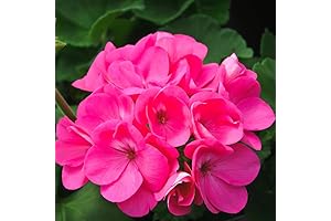 3 Geranium Plants Live, Giving Your Home a Touch of Vibrant Color