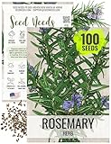 Seed Needs Rosemary Seeds for Planting - Non-GMO Heirloom & Untreated Perennial Herbs to Plant a Medicinal & Culinary Kitchen Garden Indoors or Outdoors (1 Pack)