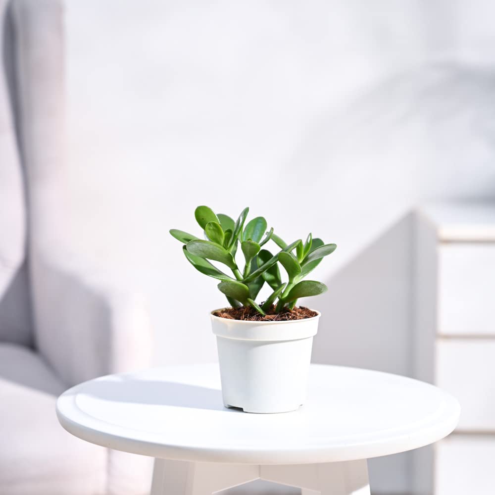 Plantoos Crassula Ovata Live Plant with Pot (B0B93XRT63) Amazon Price History, Amazon Price Tracker
