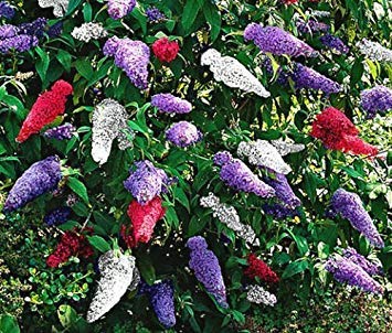 butterfly bush mix buddleia davidii - 200 bulk seeds