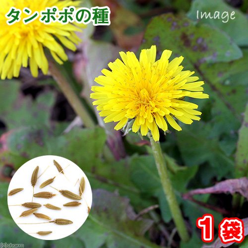 Amazon | charm(チャーム) たんぽぽの種（1袋）ハーブ 栽培 家庭菜園