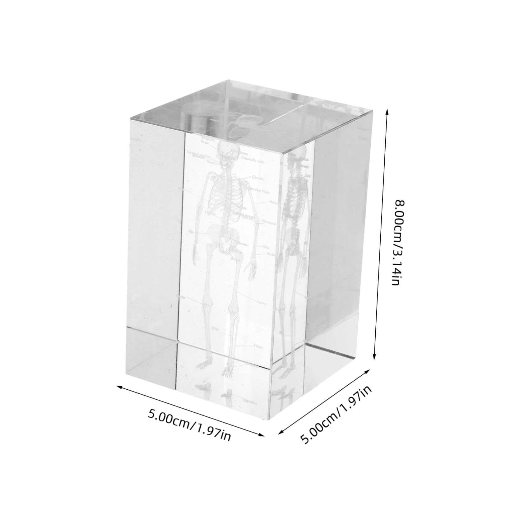 Holibanna Skull Anatomy Model Crystal Carving 3d Human Skeletal Structure Scientific Teaching Tool for Medical Professionals