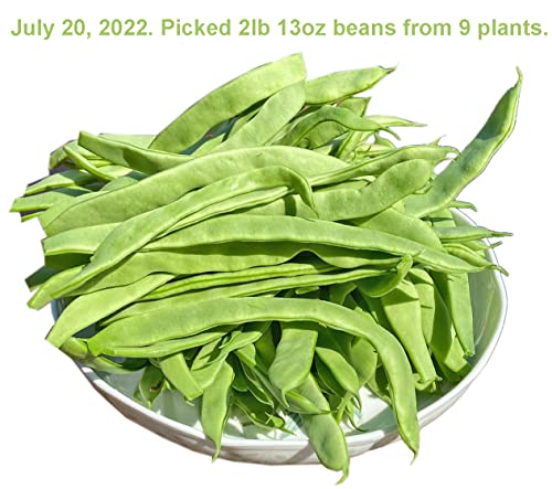 Pole Bean Seeds For Planting Vegetables And Fruits-Chinese Green Bean Seeds.french/Romano Pole Beans.non Gmo Garden Seeds For Home Vegetable Garden(30 Veggie Seeds Helda Bean) #TOP6